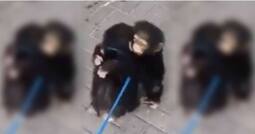 Viral Video: Monkey Brothers Separated in Captivity Have The Most Adorable Reunion. Watch