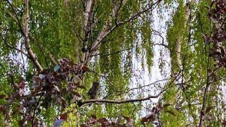 Viral Optical Illusion: Can You Find The 3 Owls Sitting on This Tree in 30 Seconds?