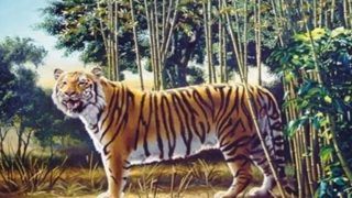 Viral Optical Illusion: Can You Find The Other Tiger Hiding In This Photo? Only Top 1% Can