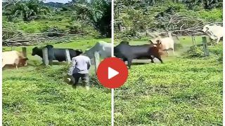 Wild Animal Fight Video: दो सांडों की लड़ाई में कूद गया तीसरा सांड, फिर ऐसा लपेटा कि सभी मैदान छोड़कर भाग गए- देखें वीडियो