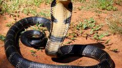 Facts About Snakes: सांपों के बारे में आप भी नहीं जानते होंगे ये इंट्रेस्टिंग फैक्ट, पहले कभी नहीं सुनी होंगी ये बातें