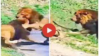 Sher Ka Video: शेरनी का दिल जीतने के लिए दो शेरों में हुई भयंकर लड़ाई, आगे जो हुआ यकीन करना मुश्किल है- देखें वीडियो