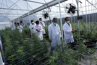 Thailand Becomes First Asian Nation To Decriminalize Marijuana, But Not For Those Lighting Up For Fun
