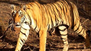 International Tiger Day: India Lost Over 1,000 Tigers in 10 Years; Madhya Pradesh Saw Maximum Deaths. A Report