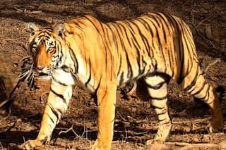 14-Year-Old Teenager Mauled To Death By Tigress In UP's Lakhimpur Kheri