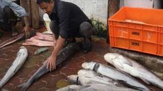 जानें क्या है Tuna Export Scam, जहां मछुआरे लगा रहे हैं सांसद के रिश्तेदार पर गंभीर आरोप