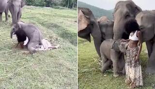 Adorable Baby Elephant Crushes Model While Playing With Her, Viral Video Wins The Internet. Watch