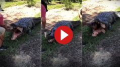 Magarmach Ka Video: शख्स को पूरी तरह से निगल गया मगरमच्छ, पर दोस्तों ने जबड़े से निकालकर ही दम लिया- देखें वीडियो