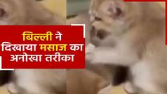 Viral Video: बिल्ली ने दिखाया मसाज करने का अनोखा तरीका, बिल्ली का ये मसाज देख लोग दंग रह गए। Watch Video