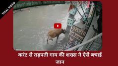 Viral Video: पानी से भरी सड़क पर चल रही थी गाय, अचानक लगा करंट, तड़प-तड़प कर जमीन पर गिरी, देखें वीडियो