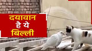 Cat Viral Video: कबूतर पर अटैक करने के लिए बिल्ली चल रही थी चाल, पास पहुंची तो इरादा बदल गया, देखें वीडियो