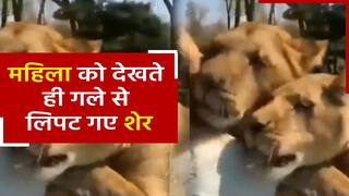 Sher Ka Video: महिला को देखते ही गले से लिपट गए 2 शेर, फिर आगे जो हुआ वह देखकर आप भी रह जाएंगे दंग