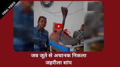 Viral Video: जूते पहनने से पहले देख लें अंदर, नहीं तो आपके साथ घट सकती है घटना, देखें खतरनाक वीडियो
