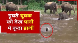 हाथी का वीडियो: इंसान को बचाने के लिए तेज बहाव में कूदा हाथी, जानवर और इंसान के बीच प्रेम की बेमिसाल पेशकश। देखें वीडियो
