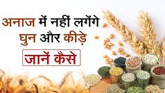 मानसून सेफ्टी टिप्स : बारिश के मौसम में अनाज में लग रहे हैं घुन और कीड़े? इन टिप्स को फॉलो कर पूरे साल रखें सेफ | Watch Video