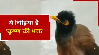 Viral Video: भजन-कीर्तन करती दिखी चिड़िया, साथ में हरि बोल-हरि बोल के भी लगाए नारे, देखें अनोखा वीडियो