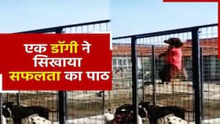 Dog Ka Video: पिंजरे को पार करने के लिए डॉगी ने लगाया ऐसा दिमाग, देखकर सभी रह गए दंग