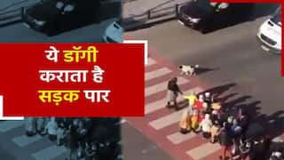 Georgia Street Dog Video: सड़क पार कराने में ये डॉगी करता है लोगों की मदद, Instagram पर हैं 37 हजार फॉलोवर्स | Watch Video