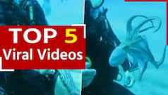 ऑक्टोपस का वायरल वीडियो: समुद्र में बेबी ऑक्टोपस के साथ खेलता नजर आया शख्स, बॉन्ड देख लोग हुए हैरान। देखें