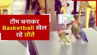 Birds Playing Basketball Video: इन पक्षियों से सीखें कैसे खेलते हैं बास्केटबॉल, देखें वीडियो