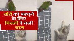 Viral Video: तोते के शिकार में थी बिल्ली, आगे जो हुआ उसे देखकर हंसी नहीं रोक पाएंगे आप