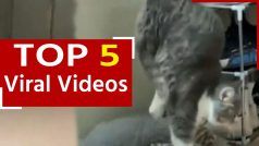 Billi ka Yog Wala Video: सुबह उठते साथ ही बिल्ली ने किया योगासन, देखें वीडियो