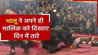 Bhaalu Ka Viral Video: जंगली जानवरों को काबू में रखना इतना भी आसान नहीं, सर्कस के भालू ने अपने ही मालिक पर किया हमला