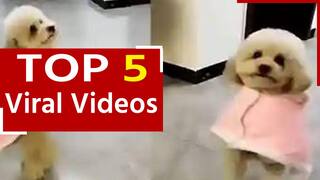 Viral Video: डॉगी ने टॉवेल लपेटकर किया जबरदस्त डांस, वीडियो देख आप कहेंगे WOW