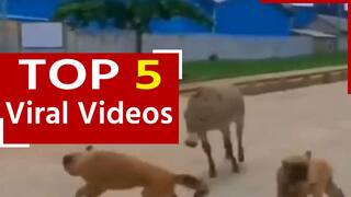 Viral Video: गधे को छेड़ना कुत्ते को पड़ा महंगा, देखें मजेदार वीडियो