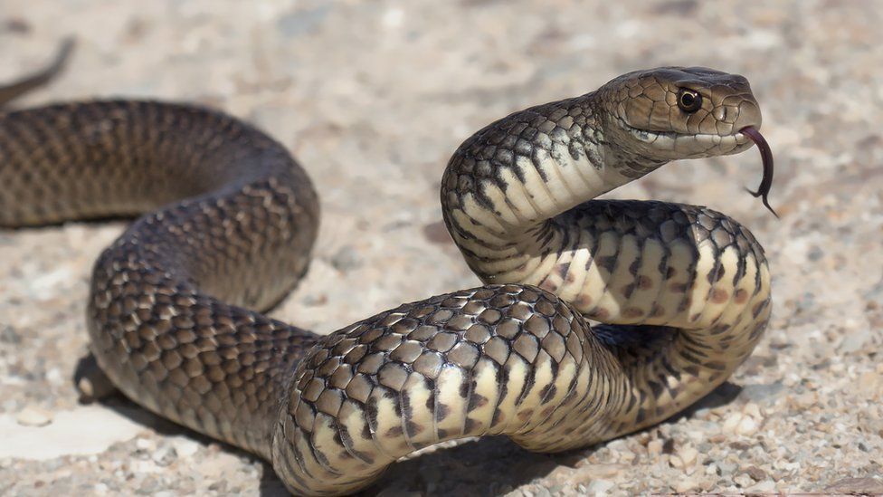 Viral Video: Thirsty Cobra Drinks Water From A Glass, Internet Stunned