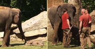 Viral Video: Mommy Elephant Asks Zookeepers To Help Wake Up Her Sleepy Baby