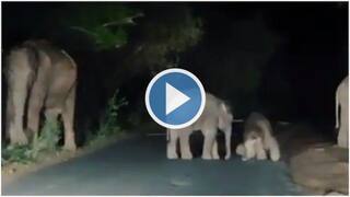 Viral Video: Adorable Baby Elephant Brothers Play On Road In The Middle of Night. Watch