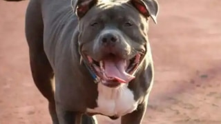 Remember The Pitbull Who Killed Elderly Woman? 8 NGOs Have Come Forward to Adopt The Dog