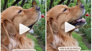 Viral Video: Golden Retriever Gently Bonds With a Butterfly & It's The Most Beautiful Thing You Will See | Watch