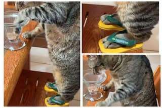 Viral Video: Adorable Cat Wears Super Cute & Colourful Slippers, Internet Loves It | Watch