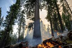 California Heat Builds as Crews Protect Yosemite Sequoias