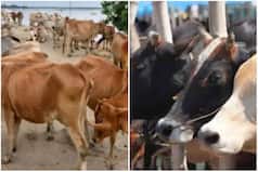 अब 4 रुपये लीटर गौमूत्र खरीदेगी सरकार, 28 जुलाई से शुरू होगी योजना