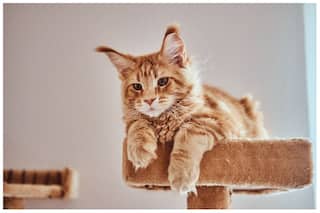 5 Tips to Keep Your Cat Hydrated And Cool This Summer