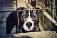82-Year-Old Woman Mauled To Death By Her Pet Dog In Lucknow