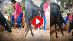 Viral Video: भैंस को चारा देकर वहीं नाचने लगी लड़की, ऐसा पटका दोबारा उठ ना पाई बेचारी | देखें वीडियो