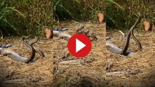 Naag Nagin Ka Video: प्रेम में लीन नाग-नागिन को देखा है कभी? मन मोह लेगा ये खूबसूरत नजारा | देखें वीडियो