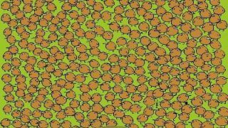 Viral Optical Illusion: Can You Find 4 Kiwis Hidden Among These Little Birds?