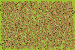 Viral Optical Illusion: Can You Find 4 Kiwis Hidden Among These Little Birds?