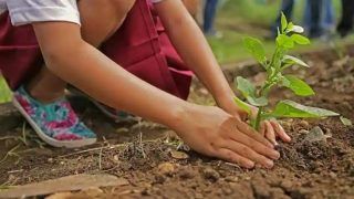 Plant Trees, Enjoy Free Electricity: Jharkhand Govt Announces 5 Units Free Electricity For Planting Trees