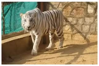 Lone White Tiger Of Rajasthan    Chinu    Dies Of Kidney Disease