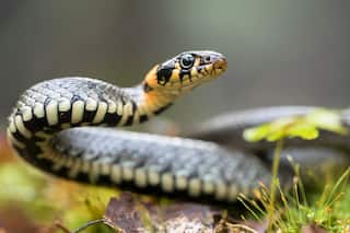 BIZARRE! Snake Bites Man In Bihar, He Captures It, Carries It To Hospital For    Correct    Treatment