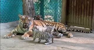 International Tiger Day: 4 Newborn Tiger Cubs Named At Patna Zoo, Seen Playing With Their Mom Sangeeta. Watch Video