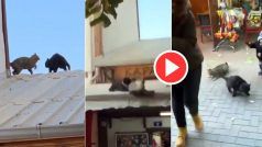 Billi Ki Ladai: बिल्लियों में हुई इतनी खतरनाक लड़ाई, जो हुआ देखकर आसपास खड़े लोग भी डर गए | देखें Video
