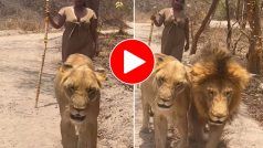 Sher Ka Video: महिला ने उठाया डंडा तो बुरी तरह घबरा गए शेर, जिधर चाहा उधर ही हांक दिया- देखें वीडियो