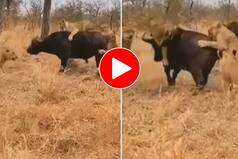 Viral Video: 7 Lionesses Attack a Buffalo, Then Comes This Jaw-Dropping Twist. Watch